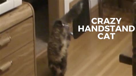 Funny Crazy Cat Does Handstand Down Stairs Youtube