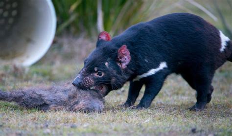 Tasmanian Devils Reared In Captivity Show They Can Thrive In The Wild
