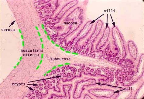 Histology Small Intestine Target