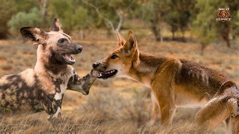 Dingo Vs African Wild Dog The Ultimate Showdown Youtube
