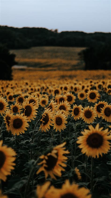 sunflower on Tumblr