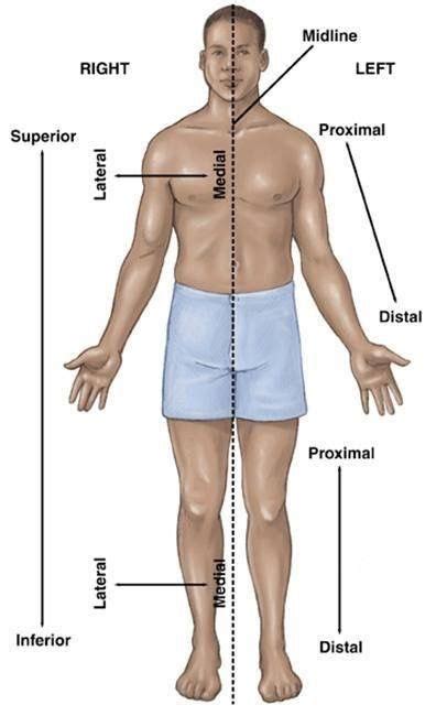 Anatomical Positions Work Sheets