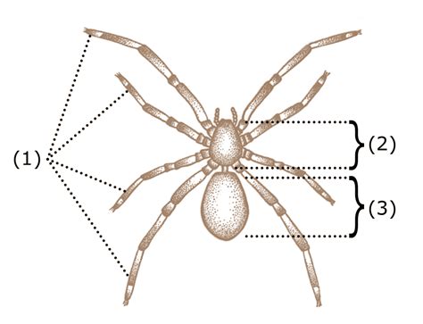Growth requires two to three months, with older females dying in autumn after egg laying. Spider anatomy - Wikipedia