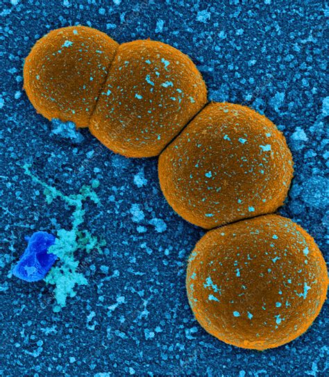 Staphylococcus Aureus Bacteria Stock Image B2340107 Science