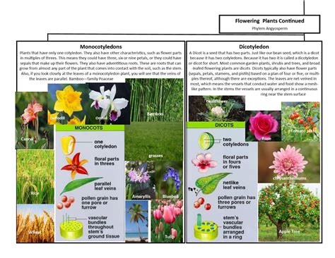 Pinguicula, commonly known as the butterworts, is a genus of carnivorous flowering plants in the family lentibulariaceae.they use sticky, glandular leaves to lure, trap, and digest insects in order to supplement the poor mineral nutrition they obtain from the environment. A Leah Bou original! Plant Classification Chart pg 2 of 2 ...