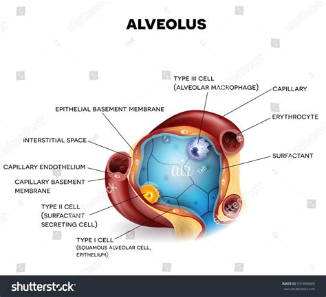 Anatomy Of The Alveoli Atlas Body