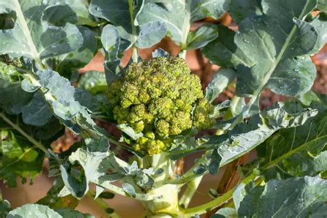 The Step By Step Process Of Growing Broccoli From Seed Grower Today