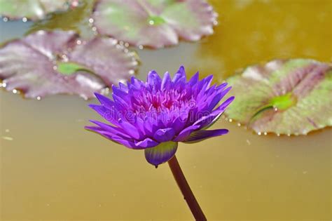 Purple Lotus Flower Stock Image Image Of Floral Single 30676627