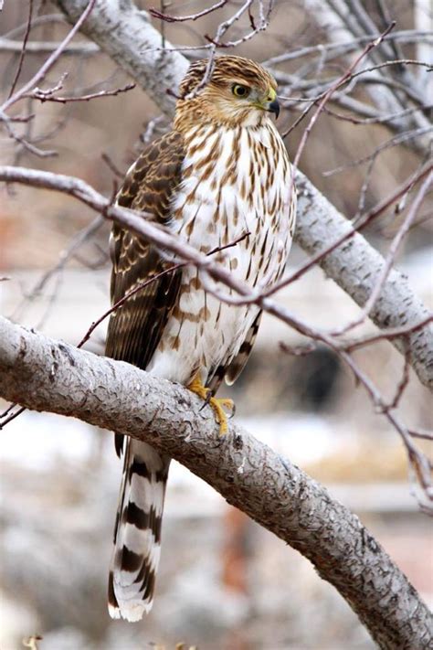 The Native North American Coopers Hawk A Crafty Bird Of Prey Owlcation