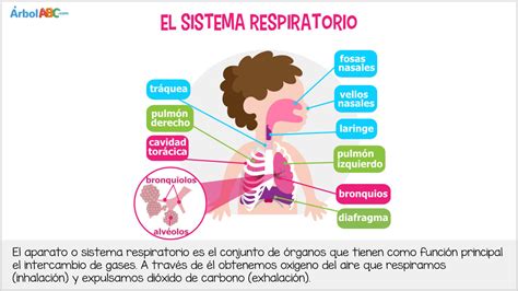 Sistema Respiratorio Para Ninos Los Pulmones Partes Y Funciones Images