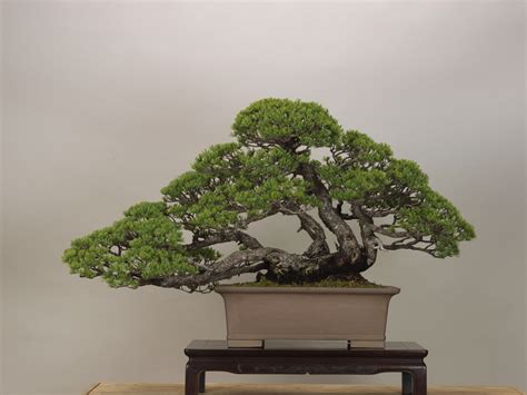 Its two kanji—bon (盆) meaning basin here are even more facts about the art of bonsai in japan. The Omiya Bonsai Art Museum, Saitama