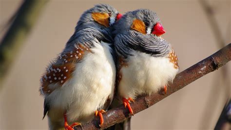 Wallpaper Zebra Finch 5k 4k Wallpaper Indonesia East Timor Bird