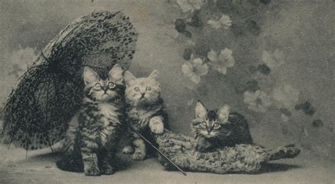 Kittens Vintage Kittens Vintage Kitten Wallpaper Vintage Cat