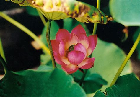 The Lotus Flower Its Meaning In Traditional Lunar New Year Decorations News Rti Radio