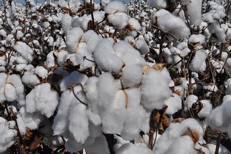 China/Brazil lead global cotton charge: USDA - Grain Central