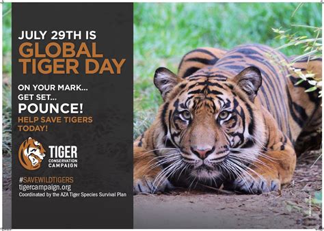 A stylish and simple poster that can be matched with other animal prints from our kids' collection. Celebrate Global Tiger Day with our Cubbies and their ...