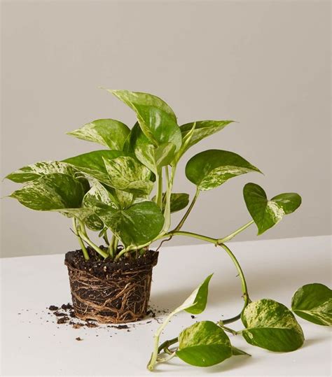The 10 Best Indoor Hanging Plants That Thrive In Apartments Mydomaine