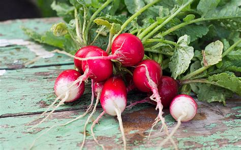 How To Grow Radishes In The Window Thoroughly Nourished Life
