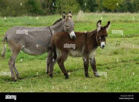 Two Donkeys Standing On Meadow Stock Photo Alamy