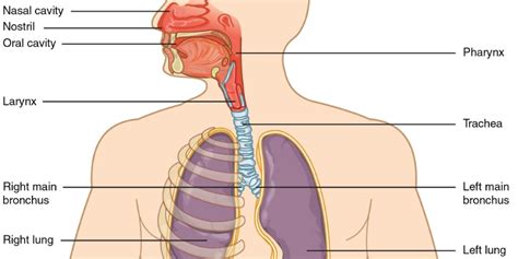 Respiratory Anatomy Quiz Anatomical Charts And Posters