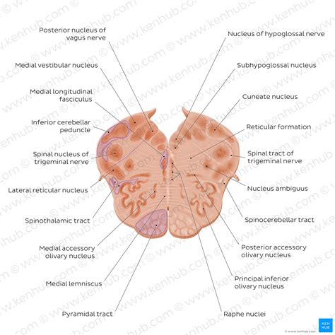 Medulla Oblongata Anatomy Structure Functions Kenhub