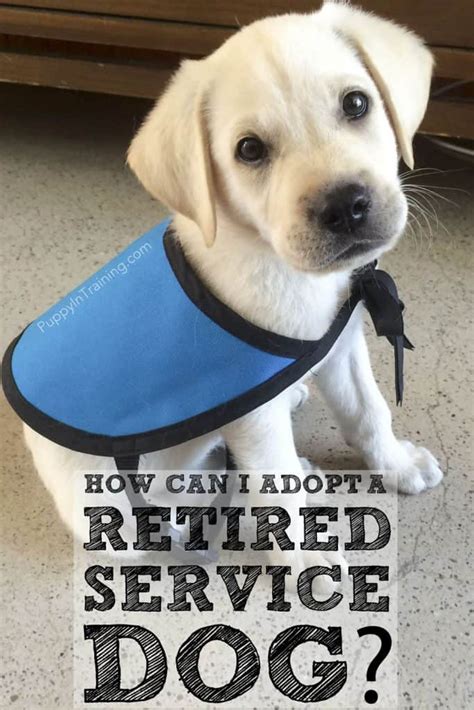 This typically includes getting vaccinated for rabies and wearing dog tags. How Can I Adopt A Retired Service Dog or Failed Guide Dog ...