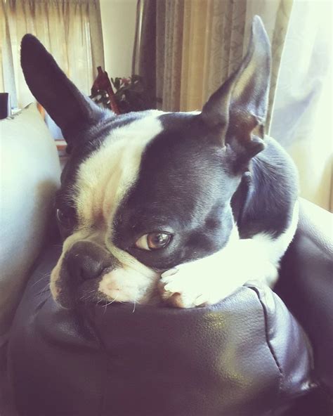 Pin By Courtney On Boston Terrier Mom Boston Terrier Love Funny Dog