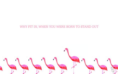 Free Download Flamingo Wallpapers Pixelstalknet