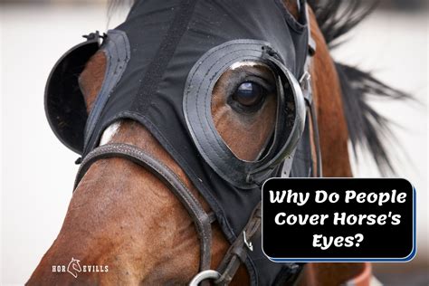Horse Eye Covering 5 Reasons Why People Cover Horses Eyes