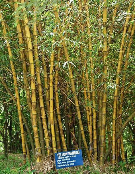 Screening of different cultivated bamboo species to find out potential variety of bamboo is most important. Bamboo Species | Carolina Bamboo Garden