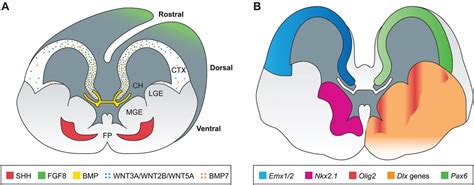 How To Make A Hippocampal Dentate Gyrus Granule Neuron