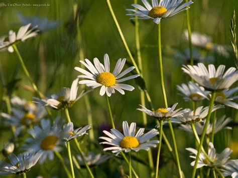 Bing Fall Flowers Wallpaper Wallpapersafari