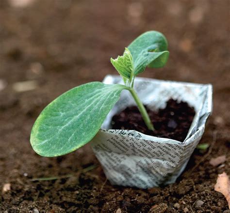 How Long Does It Take Seeds To Sprout In Water Tips For Germinating