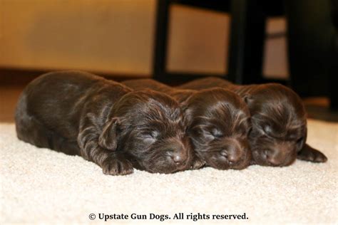 Males / females available 9 months old. Boykin Spaniel Puppies - Boykin Spaniels and other Gun ...