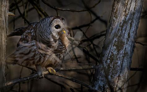 Barred Owl With Prey By Michaelsphotography On Deviantart