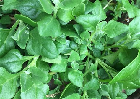 Growing Warrigal Greens Organic Gardener Magazine Australia