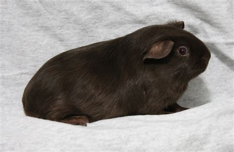 Satin Guinea Pig