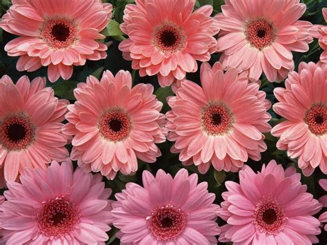 43 Wallpaper Pink Flowers Gratis Terbaru Postsid