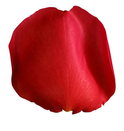 Red Rose Petals PNG High Quality Image PNG All PNG All
