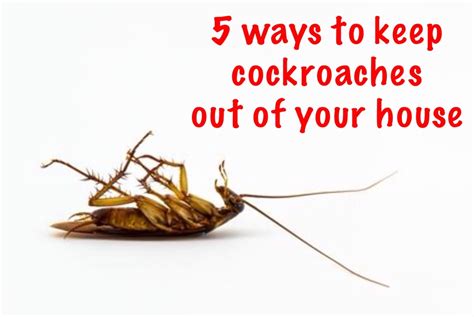 How To Get Cockroaches Out Of Your House Pest Phobia