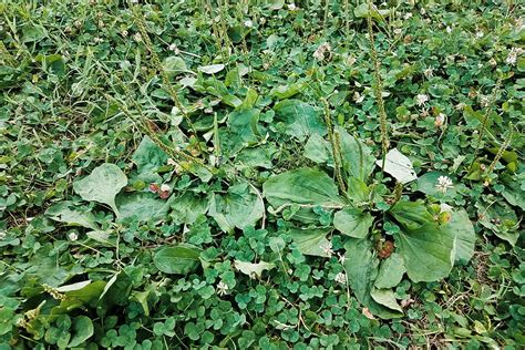 Types Of Lawn Weeds Discount Dealers Save 68 Jlcatjgobmx