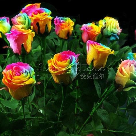 2018 20 Rains Rainbow Rose Seeds Bush Flower Seeds~beautiful Gardens