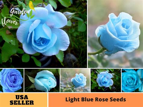 30 Rare Seeds Light Blue Rose Seeds Perennial Authentic Seeds Flowers