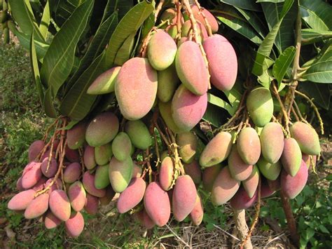 Potassic Fertilization Of Mango Trees In Thiland Haifa Group