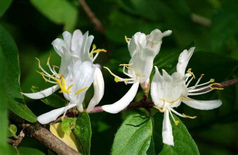 Edible Plants In West Virginia Wild Wonderful West Virginia