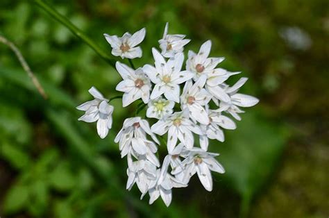 Hellenic Nature Allium Neapolitanum