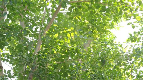 Green Leaves Blowing In Wind