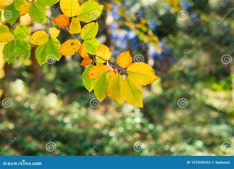 Yellow Autumn Beech Leaves Isolated On Blur Bckground Stock Image