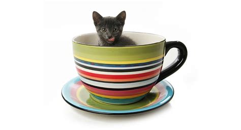 Teacup Cats And Miniature Cats A Complete Guide Cat Site Teacup Cats