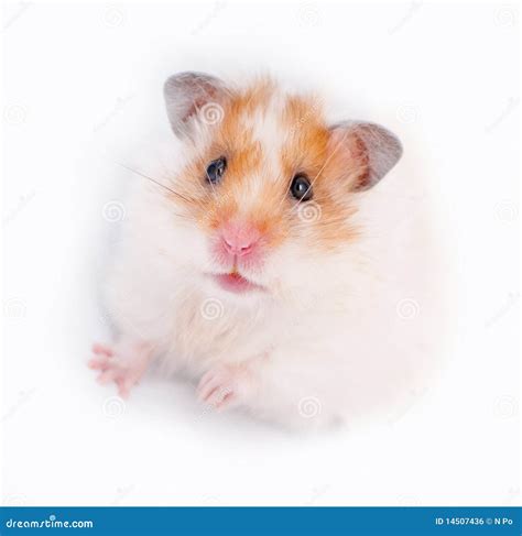 Syrian Hamster Stock Photography 12077936
